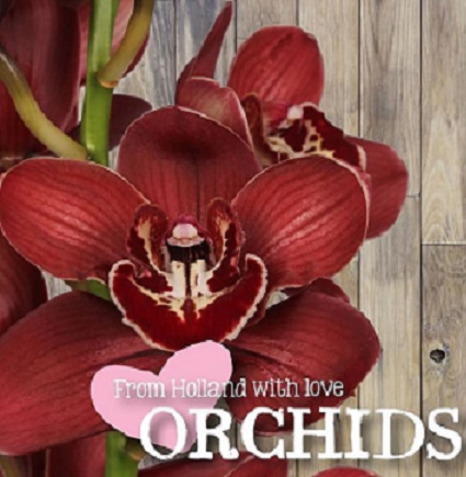 Cymbidium Flameflor 80cm Rj. (7 Dias - 2�)