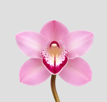 Cymbidium Geisha Girl 80cm Rs. (7 Dias - 2�)