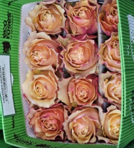 Rosa Ecu. Carpediem 40cm Sa (7 Dias - 2�)