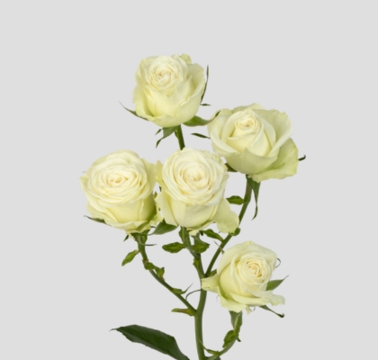 Ramificada Polar Sensation+ 60cm (7 Dias - 2�)