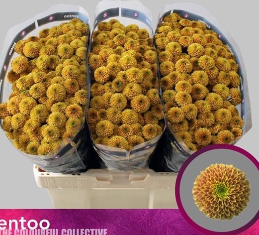 Santini Doria Orange 1200gr "T25" Nj. (7 Dias - 2�)