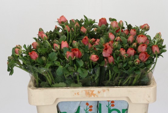 Ranunculos Hol. Butterfly Salmousse 50cm 30gr Nj. "T10" (7 Dias