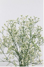 Limonium Hol. Sin China White 50cm 20gr "T25" (7 Dias - 2�)