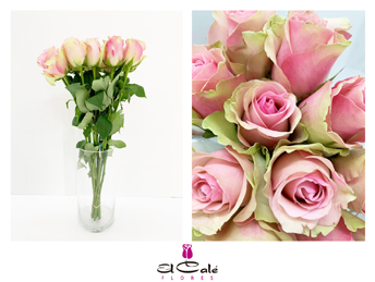 Rosa Hol. Belle Rose 40cm (7 Dias - 2�)