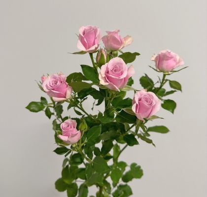 Ramificada Leila 50cm RS/Mal (7 Dias - 2�)