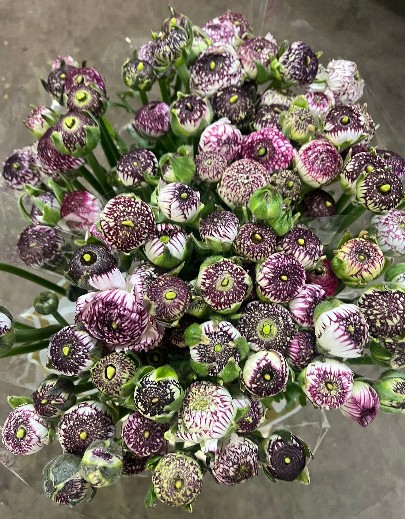 Ranunculos Italia Striped Light Mixto 45cm