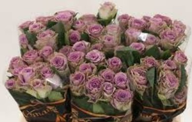 Rosa Hol. Byzantine+ 40cm