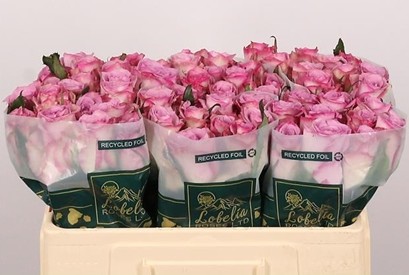 Rosa Hol. Thriller 60cm