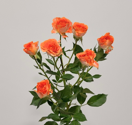 Ramificada Picanto 80cm Nj.