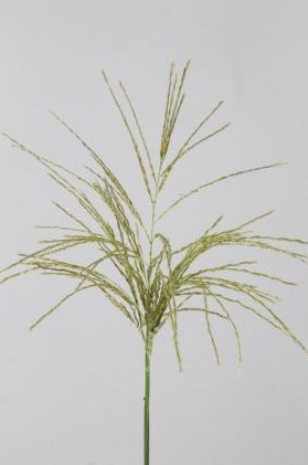 Miscanthus Sinensis White Cloud 70cm "T25"