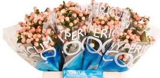 Hypericum Hol. Coco Tiamo 70cm