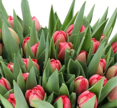 Tulipan Hol. Belgravia 35cm Rs.