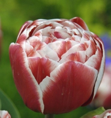 Tulipan Frances Drumline 55cm Bic.