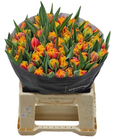 Tulipan Hol. Thunderball 40cm