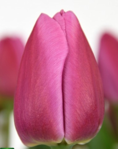 Tulipan Hol. Mosni 40cm