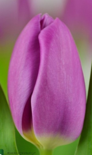 Tulipan Hol. Ozon 40cm