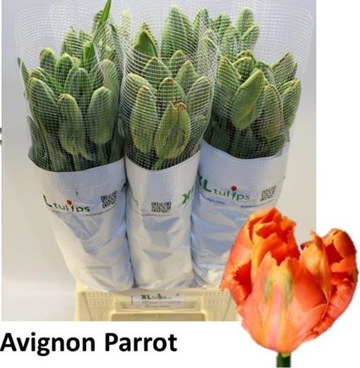 Tulipan Frances Avignon Parrot 50cm