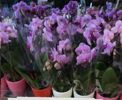 P. Phalaenopsis Mini Rosa 6/25cm x20 -M. Ceramica-