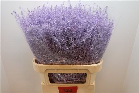 Lepidium Thlaspy Pintado Lila 80cm "T25"