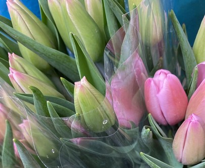 Tulipan Nac. Argos 40cm Mlv.