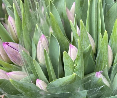 Tulipan Nac. Purple Eye 40cm Mor.