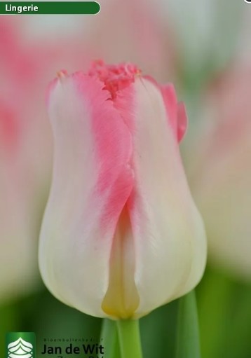 Tulipan Hol. Dentado Lingerie 40cm Rs.
