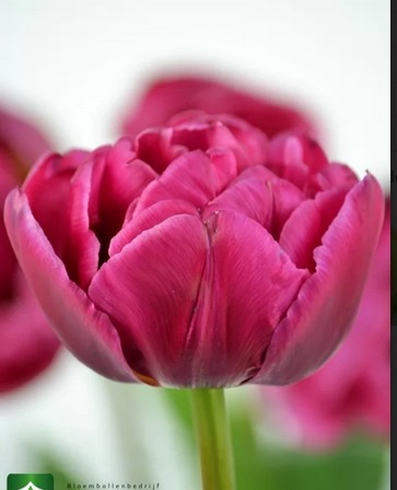 Tulipan Hol. Doble Margarita 40cm Mor.