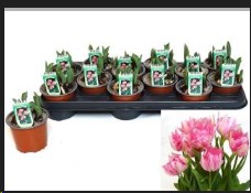 P. Tulipan Ov Doble Rosa 10/15cm "CC12"