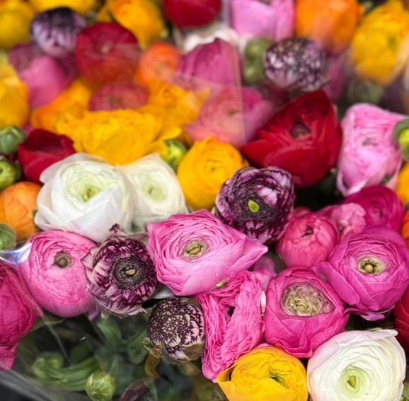 Ranunculos Italia Elegance "SUPER" Mixto "T30"