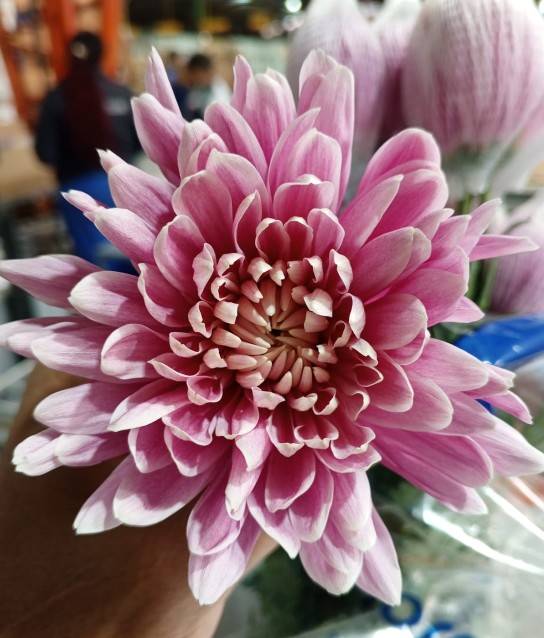 Uniflor Ecu. Litgh Salm�n