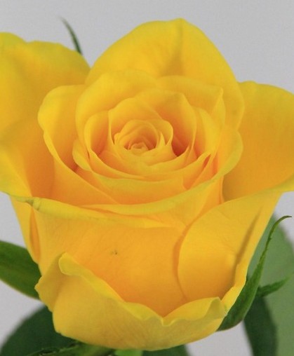 Rosa Hol. La Dorada 70cm Am.