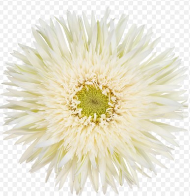 Gerbera Mini Hol. Petit Cyclone+ "T20"