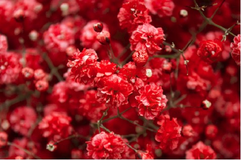 Paniculata Ecu. Tint. Red 750gr "T25" (7 Dias - 2�)