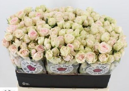 Ramificada Sweet Blossoms 50cm (7 Dias - 2�)