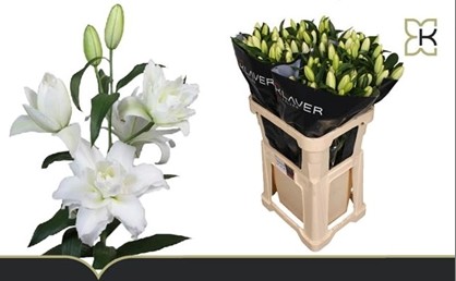 Oriental Hol. Bl. Doble Snowboard 80cm 3/4 fl. (7 Dias - 2�)