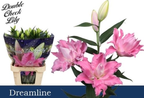 Oriental Hol. Rs. Doble Dreamline 80cm 3 fl. (7 Dias - 2�)