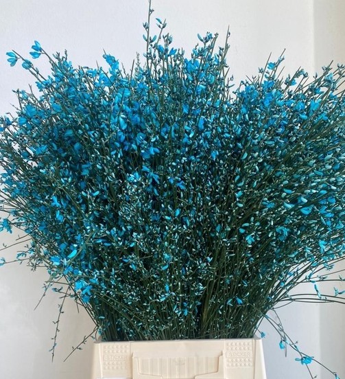 Ginestra Italia Tintada Turquesa 70cm 400gr Paq. (7 Dias - 2�)