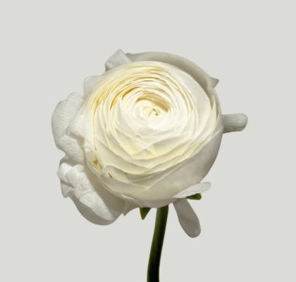 Ranunculos Italia "Cloni Extra" Blanco 45cm (7 Dias - 2�)