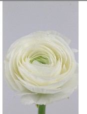 Ranunculos Italia Azur Blanco 45cm