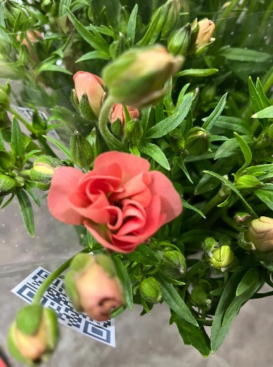 Ranunculos Italia Butterfly Salmon 50cm