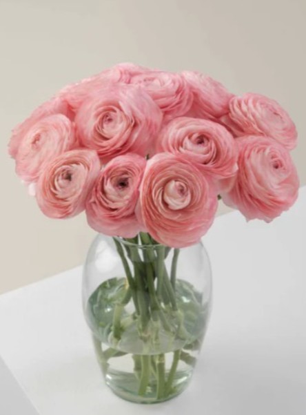 Ranunculos Ecu. Nuance 35cm