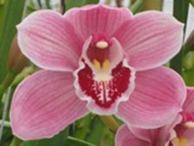 Cymbidium Jet Set 50cm