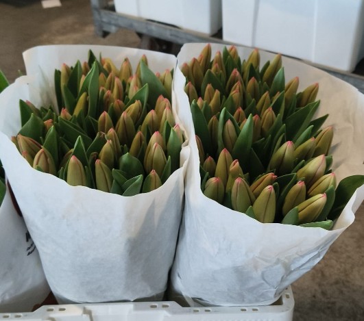 Tulipan Hol. Lydia 40cm Rs.