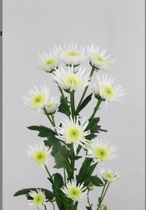 Santini Nac. Maradona 70cm