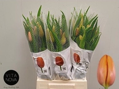 Tulipan Frances Avignon 55cm