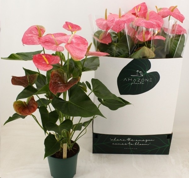 P. Anthurium An Colorado 21/100cm x4 7F -Amazone Plants-