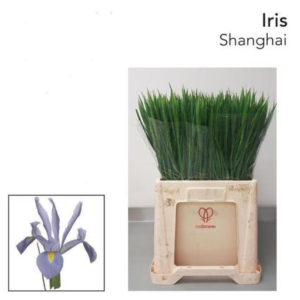 Iris Shanghai 65cm 30gr Mal. "T50"