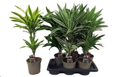 P. Dracena Hol Mix 17/65cm x6    2-Pisos