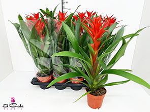 P. Guzmania Amoretto 14/55cm x8