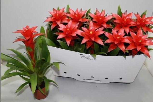 P. Guzmania Calypso 14/60cm x8